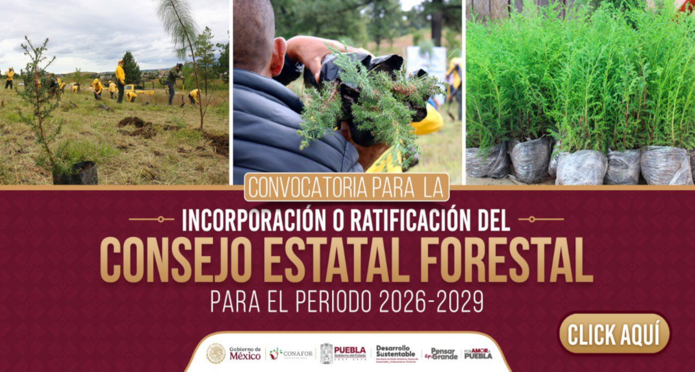 reforestacion 