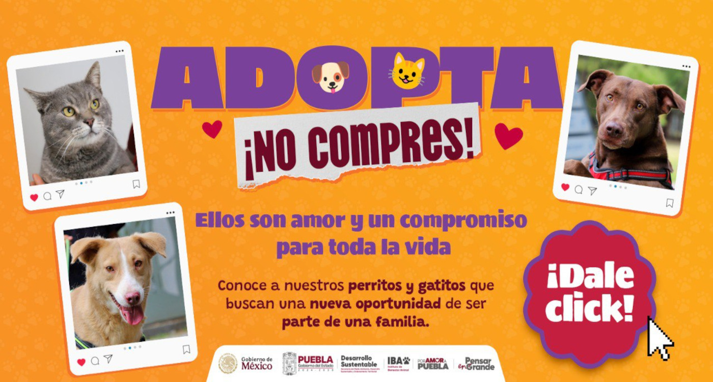 adopta 